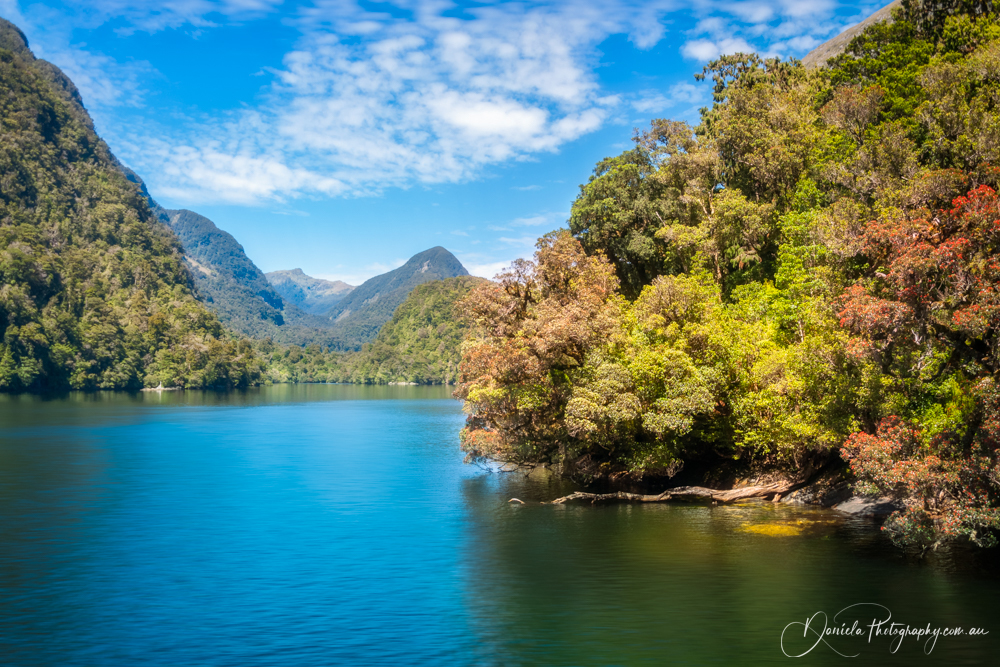 Doubtful Sound Colorful Forest